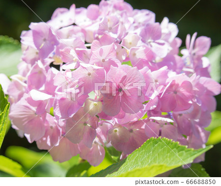 Pink hydrangea, close-up 66688850