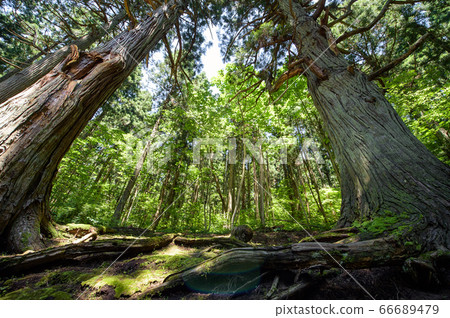 秋田縣美里町Gyoko Shrine杉三神樹 66689479