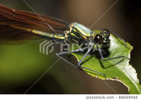 Aohada dragonfly female Aohada dragonfly female 66689488