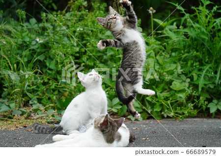 Stray cat kittens excited for the first time 66689579