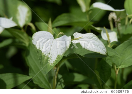 Hange秀（半夏學生） 66689776