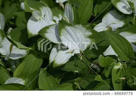 Hange show (half summer student) 66689778