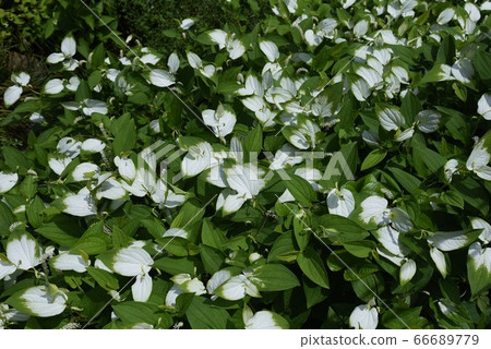 Hange show (half summer student) 66689779