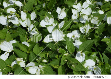 Hange show (half summer student) 66689780