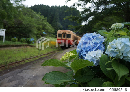 Kominato Railway Hydrangea Kominato Railway Hydrangea 66689848