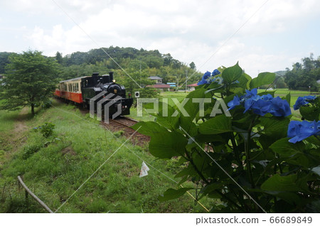 小湊鐵路繡球花 小湊鐵路繡球花 66689849