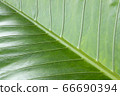 Fresh and closeup green leaves for background 66690394