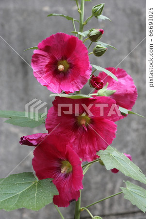 Seongbuk-gu, Jeongneung-dong, alley, summer flowers Seongbuk-gu, Jeongneung-dong, alley, summer flowers 66691025