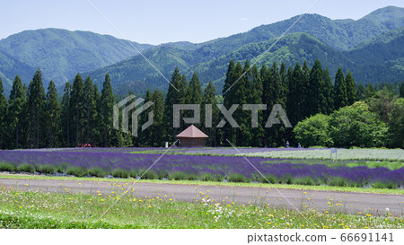 Lavender garden Akita ken Misato cho Lavender garden Akita ken Misato cho 66691141