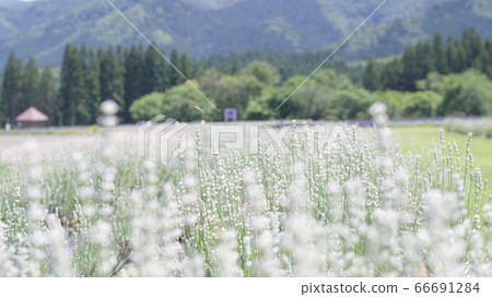 White lavender Misato Town, Akita Prefecture White lavender Misato Town, Akita Prefecture 66691284