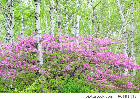 Yakuho Kogen Azalea and Shirakaba Forest 66691485