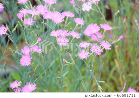 石竹花 66691711