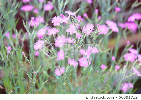 石竹花 66691712