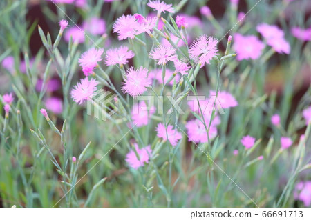 Dianthus flower 66691713