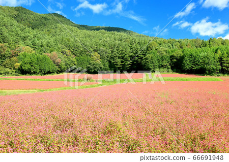 Red-soba no Sato Red-soba no Sato 66691948