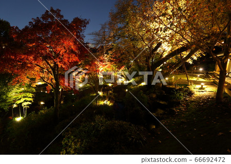 Night garden 66692472