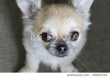 Chihuahua's eyes. Chihuahua's eyes. 66692504