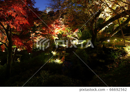 夜花園 66692562