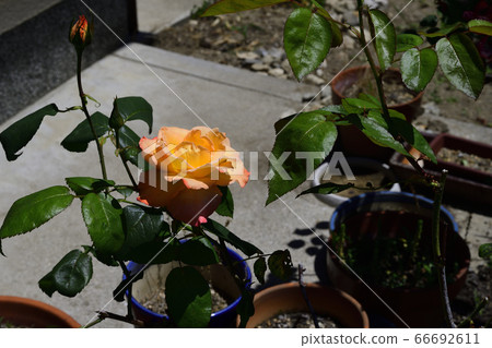 鮮花，玫瑰，紅色陰影黃色@大阪府坂井市家庭花園 66692611