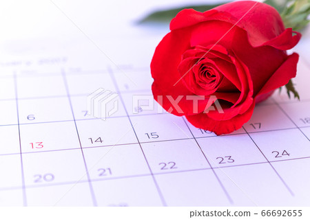 single rose flower on calendar page, valentin, single rose flower on calendar page, valentin, 66692655