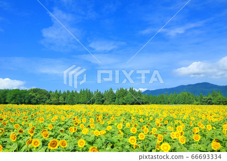 Tsunan sunflower open space Tsunan sunflower open space 66693334