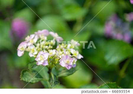Hydrangea (hydrangea) rainy season image Hydrangea (hydrangea) rainy season image 66693554