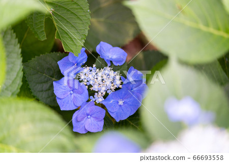Hydrangea (hydrangea) rainy season image Hydrangea (hydrangea) rainy season image 66693558