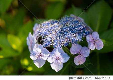 Hydrangea (hydrangea) rainy season image 66693693