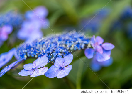 Hydrangea (hydrangea) rainy season image 66693695