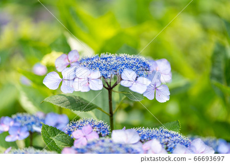 Hydrangea (hydrangea) rainy season image 66693697