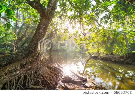 Jungle in Costa Rica 66693768