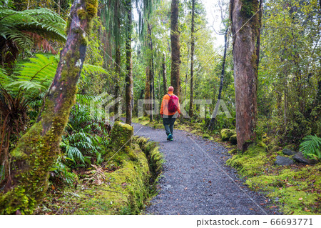 Hike in the forest 66693771