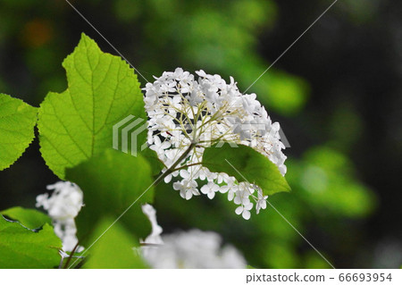 June Koto 288 Ajisai, Ajisai Family Anabel, Yumenoshima Park 66693954