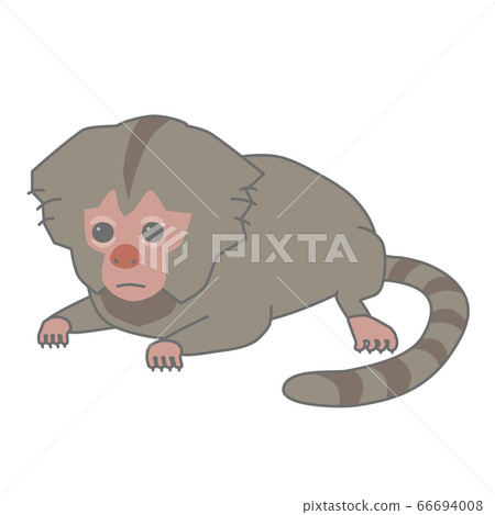 嬰兒普通mar猴的矢量圖 66694008
