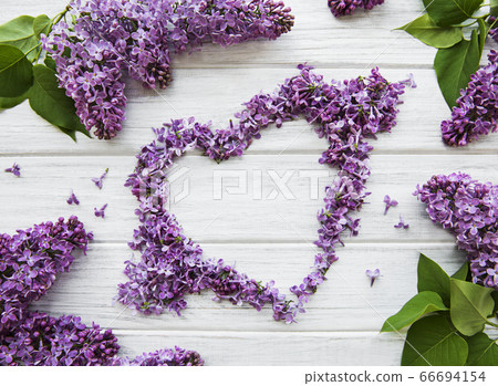 Frame of branches and flowers of lilac in the 66694154