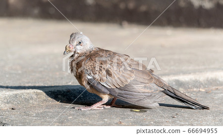 Sick dove bird lives in a park. 66694955