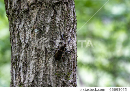 Stag beetle clinging to a tree Stag beetle clinging to a tree 66695055