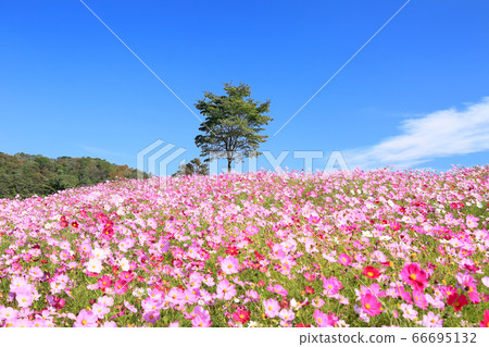 Uchiyama Farm Cosmos Garden 66695132