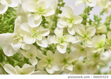 繡球切花 66695429