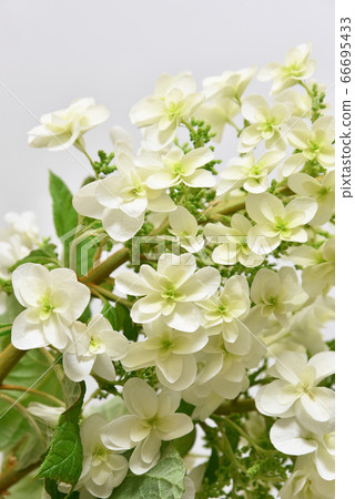 繡球切花 66695433