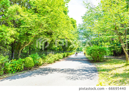 A refreshing green forest hiking course [May] 66695440