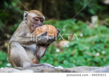 Monkey eating fresh coconut Monkey eating fresh coconut 66695631