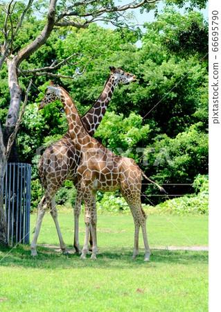 Giraffe reared at Nonhoi Park 66695790