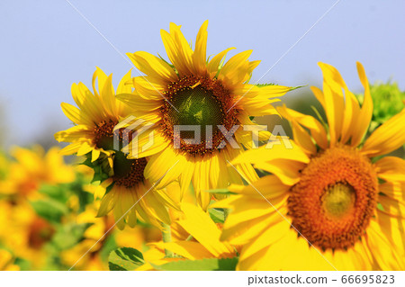 Sunflower blooming in the morning sun Sunflower blooming in the morning sun 66695823