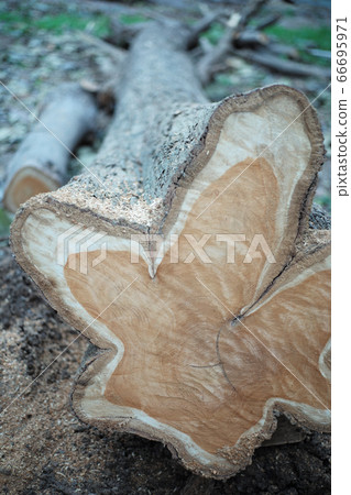 Closeup view on aged ring of wood stump after being cut down with sawdust on ground 66695971