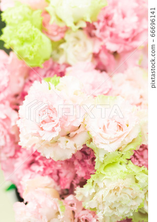 Turkish Kikyo Celebrity Princess 66696141