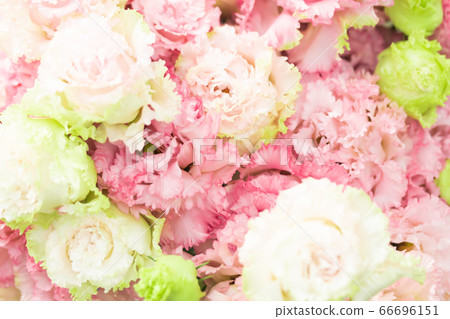 Turkish Kikyo Celebrity Princess 66696151