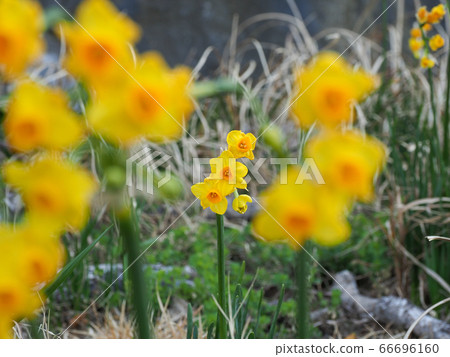 白崎海洋公園水仙史努比島 白崎海洋公園水仙史努比島 66696160