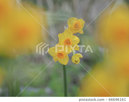 白崎海洋公園水仙史努比島 66696161