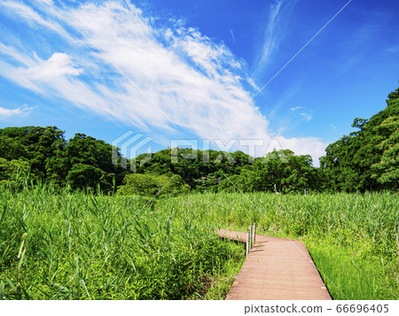 Koamishiro Forest (Summer) Koamishiro Forest (Summer) 66696405